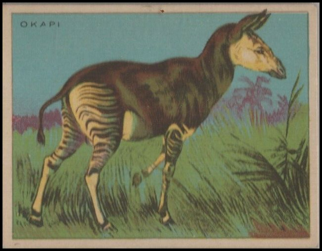 11 Okapi